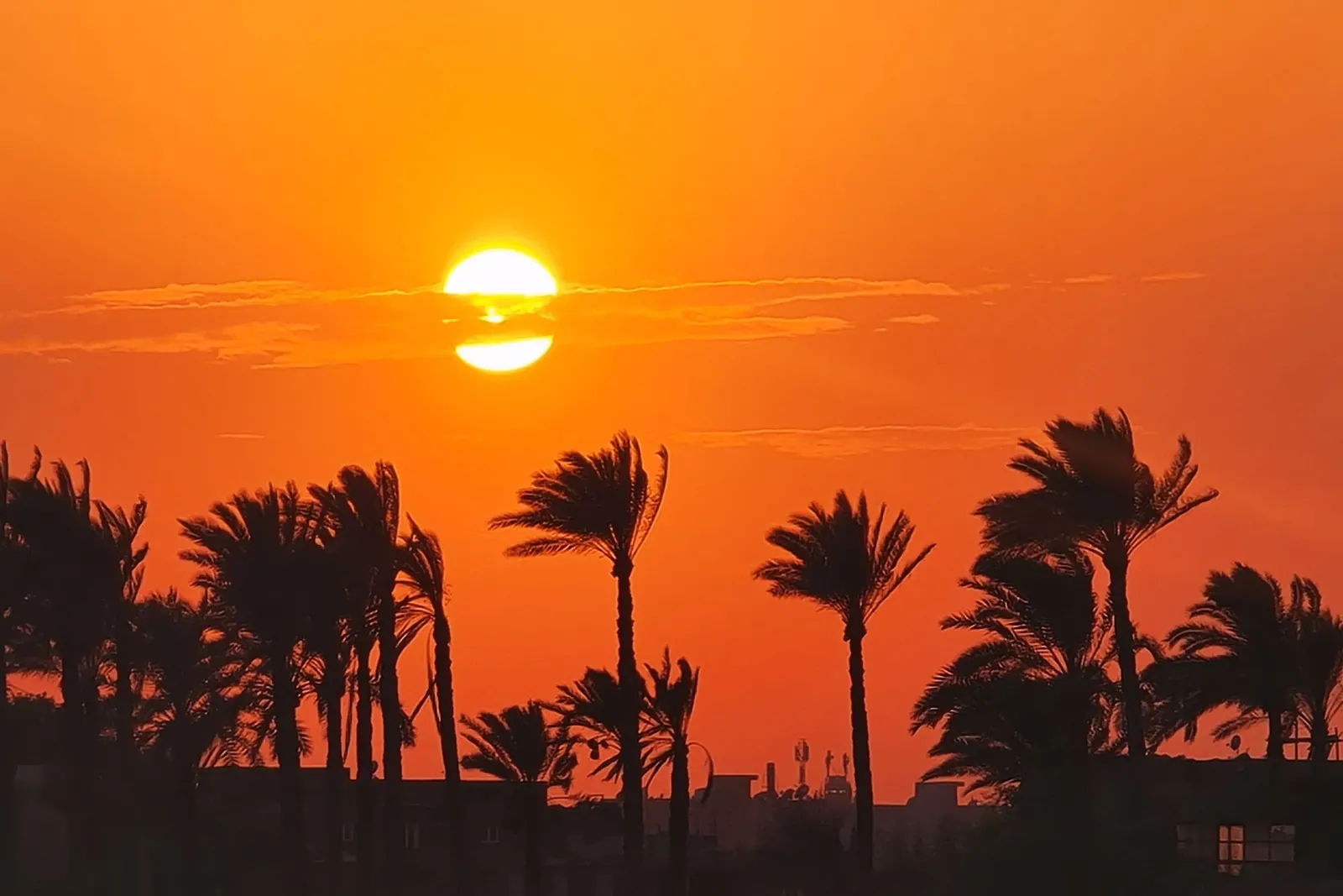 Warm desert landscape and palms in Egypt