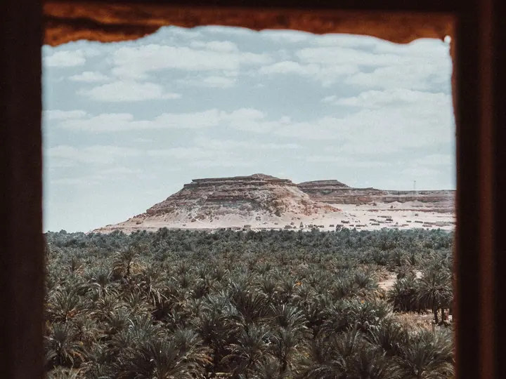 Palm trees and reflective water in an Egyptian oasis landscape