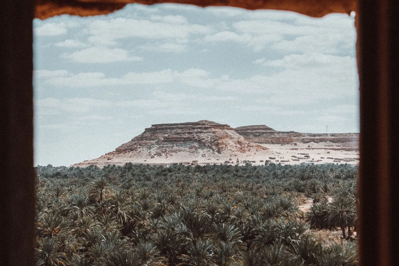 Palm trees and reflective water in an Egyptian oasis landscape